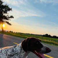 Dog standing in the street at sunset